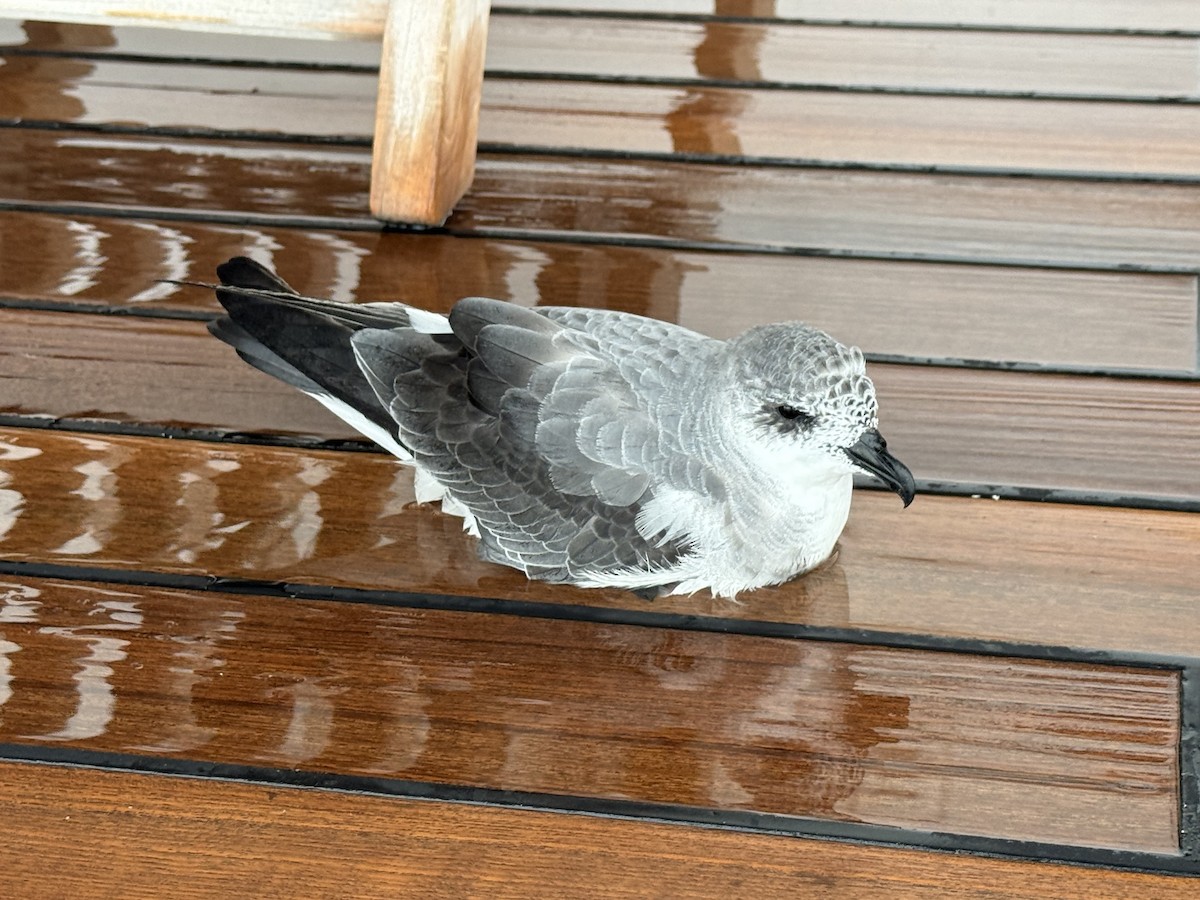 Black-winged Petrel - ML643361602