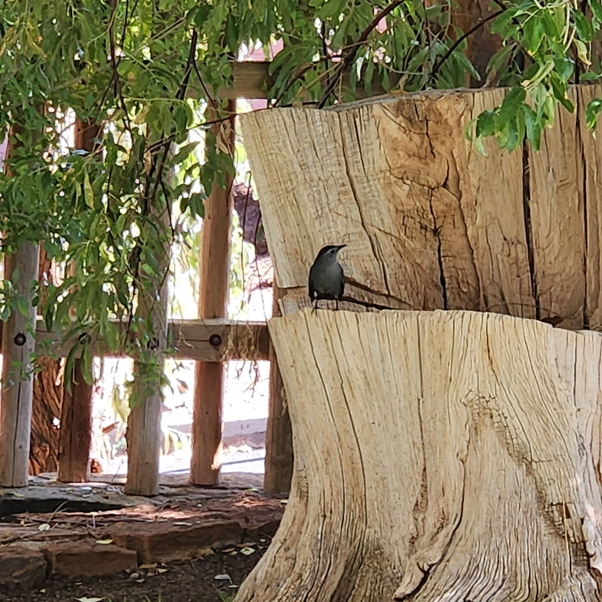 Gray Catbird - ML643361603