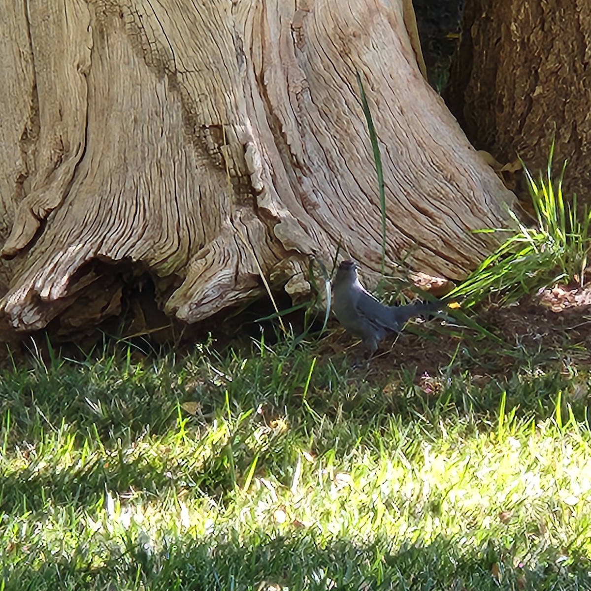 Gray Catbird - ML643361607