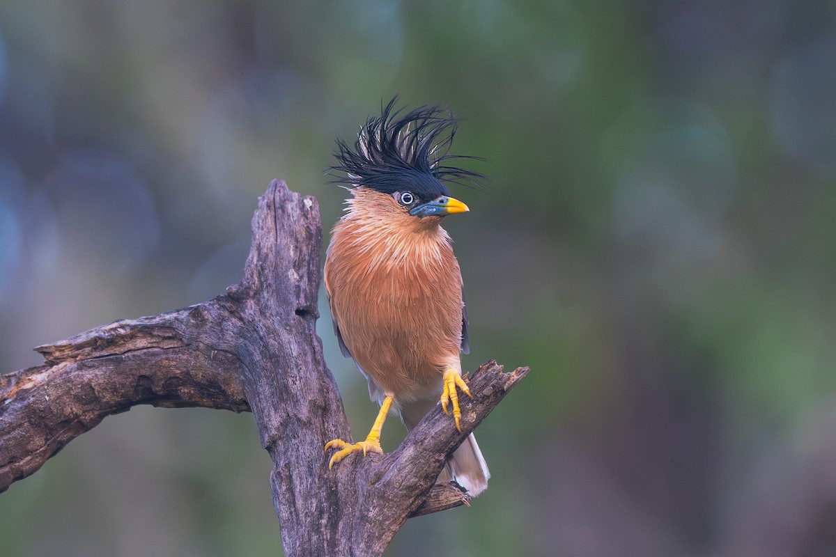 Brahminy Starling - ML643361608