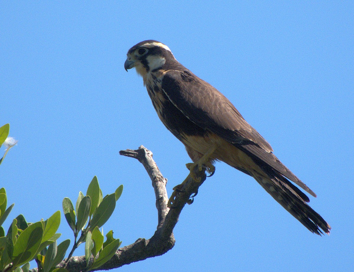 Aplomado Falcon - ML643361672