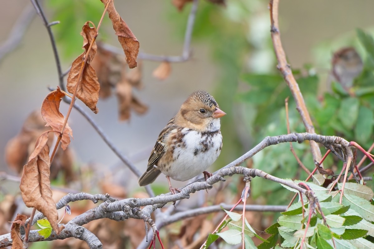 Harris's Sparrow - ML643361673