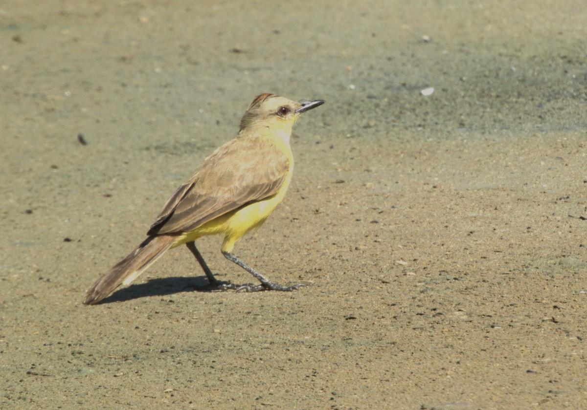 Cattle Tyrant - ML643361693