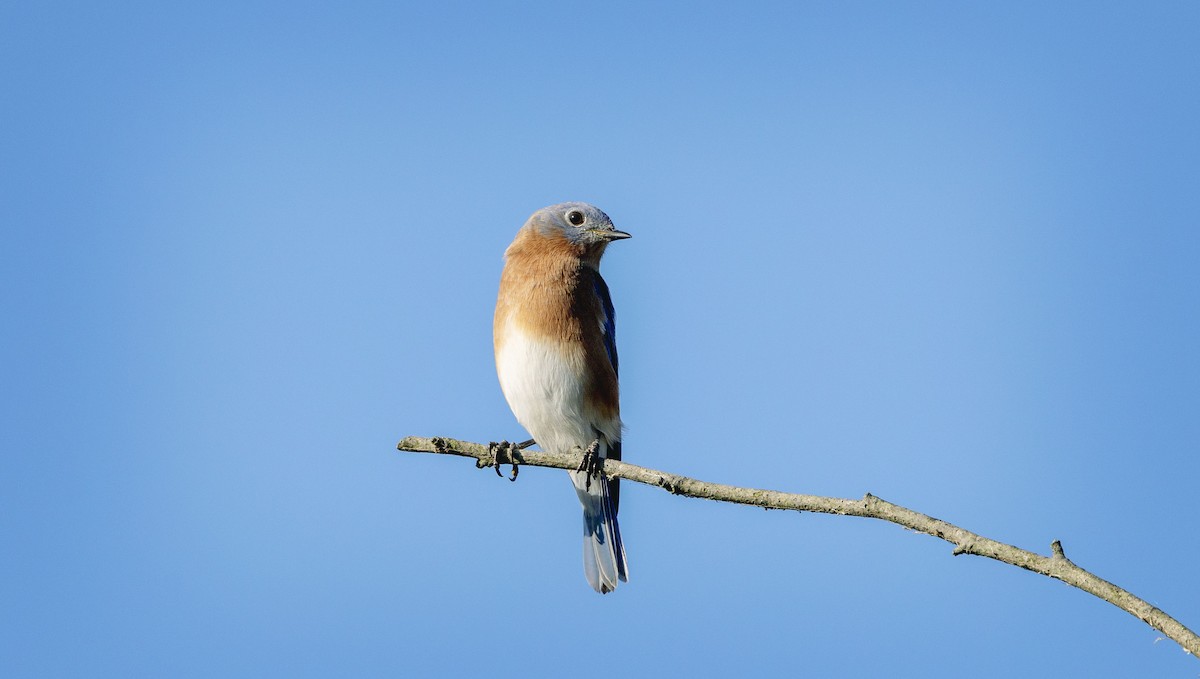 Eastern Bluebird - ML643361698