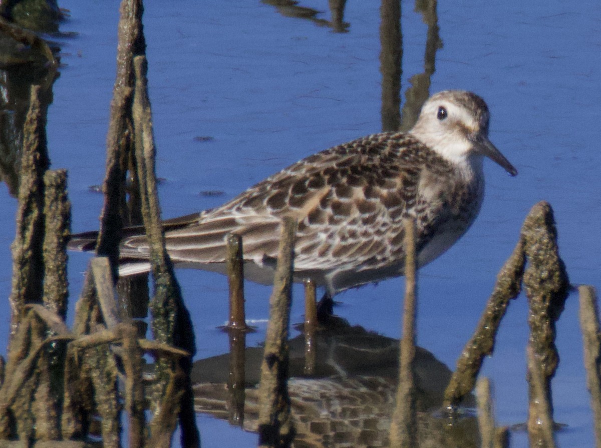 jespák dlouhokřídlý - ML643361715