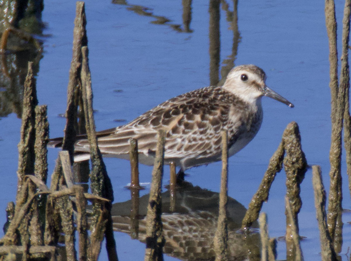 jespák dlouhokřídlý - ML643361716