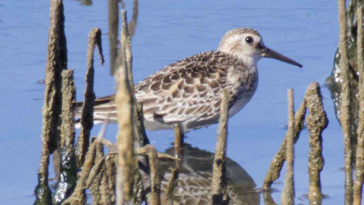 jespák dlouhokřídlý - ML643361717