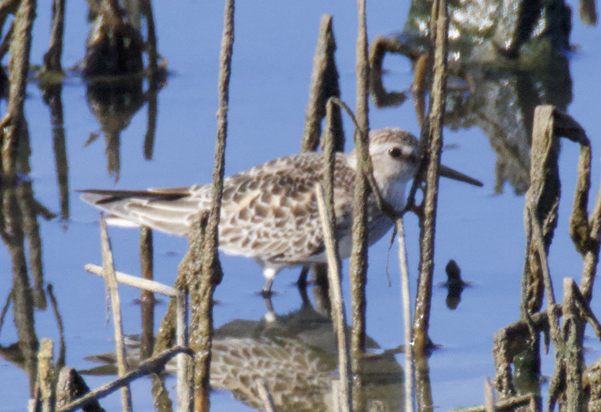 jespák dlouhokřídlý - ML643361718