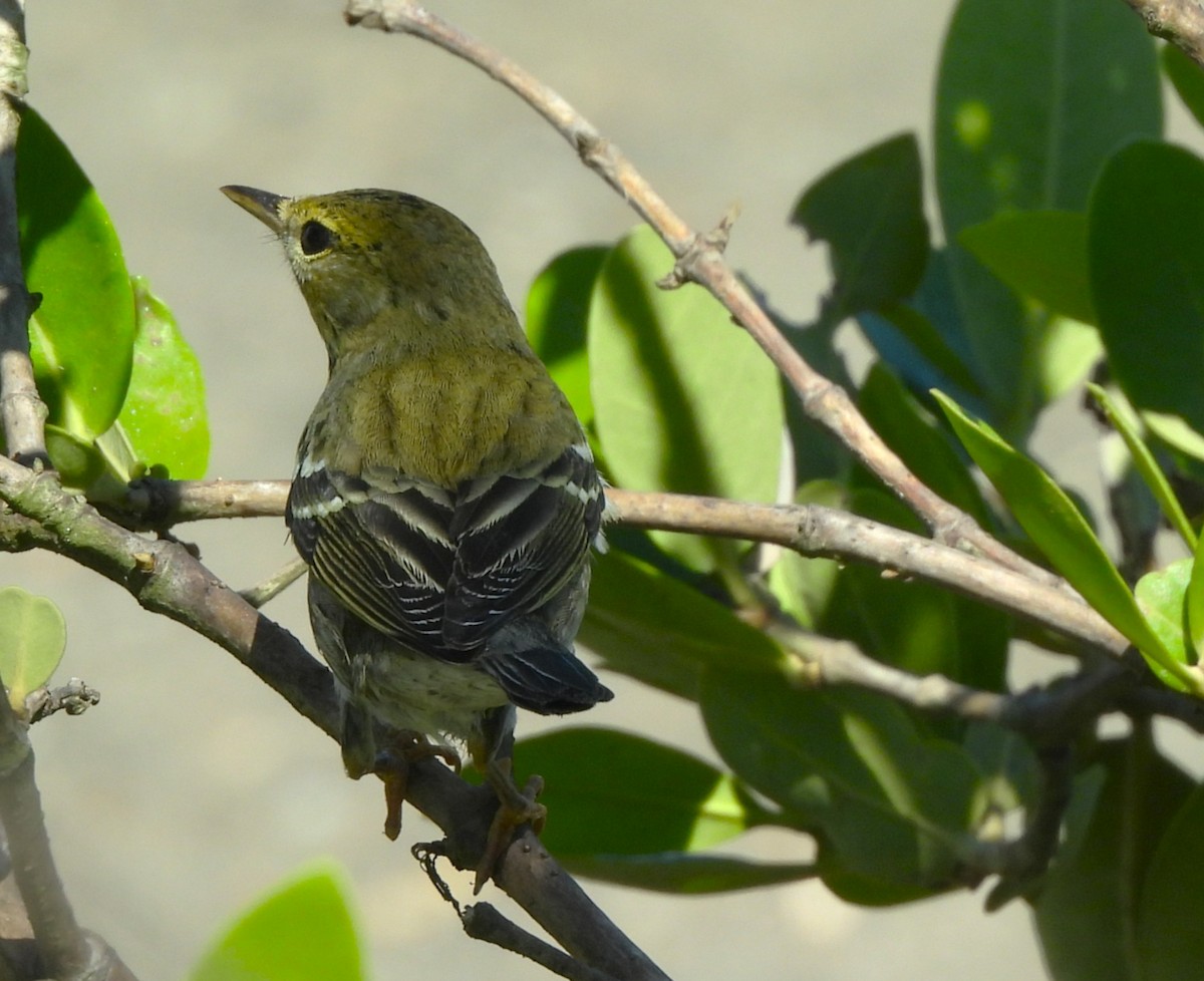 Blackpoll Warbler - ML643361721