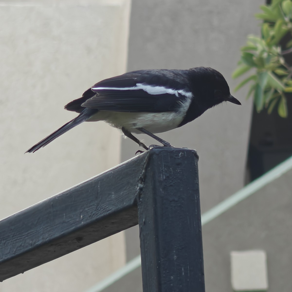 Oriental Magpie-Robin - ML643361735