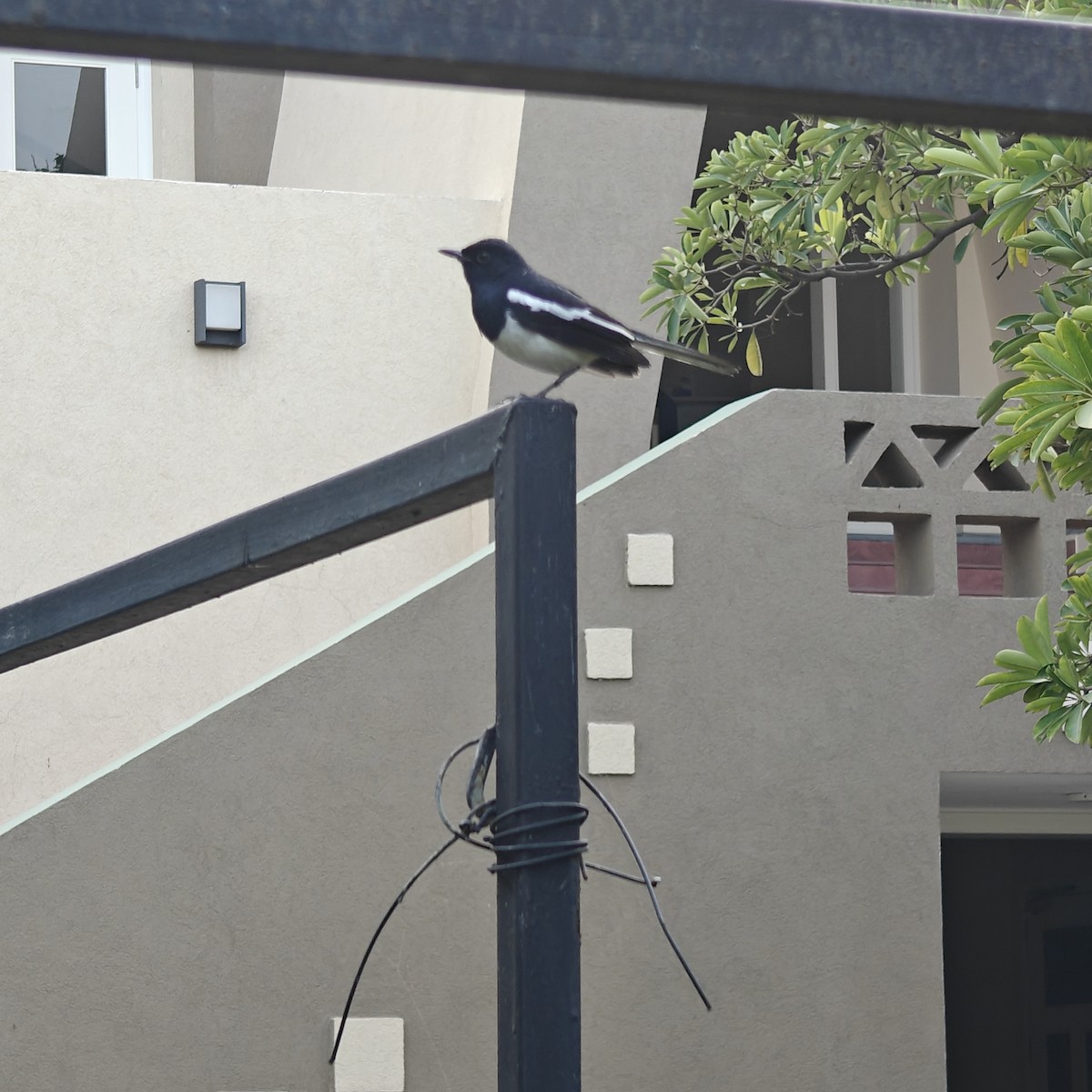 Oriental Magpie-Robin - ML643361736