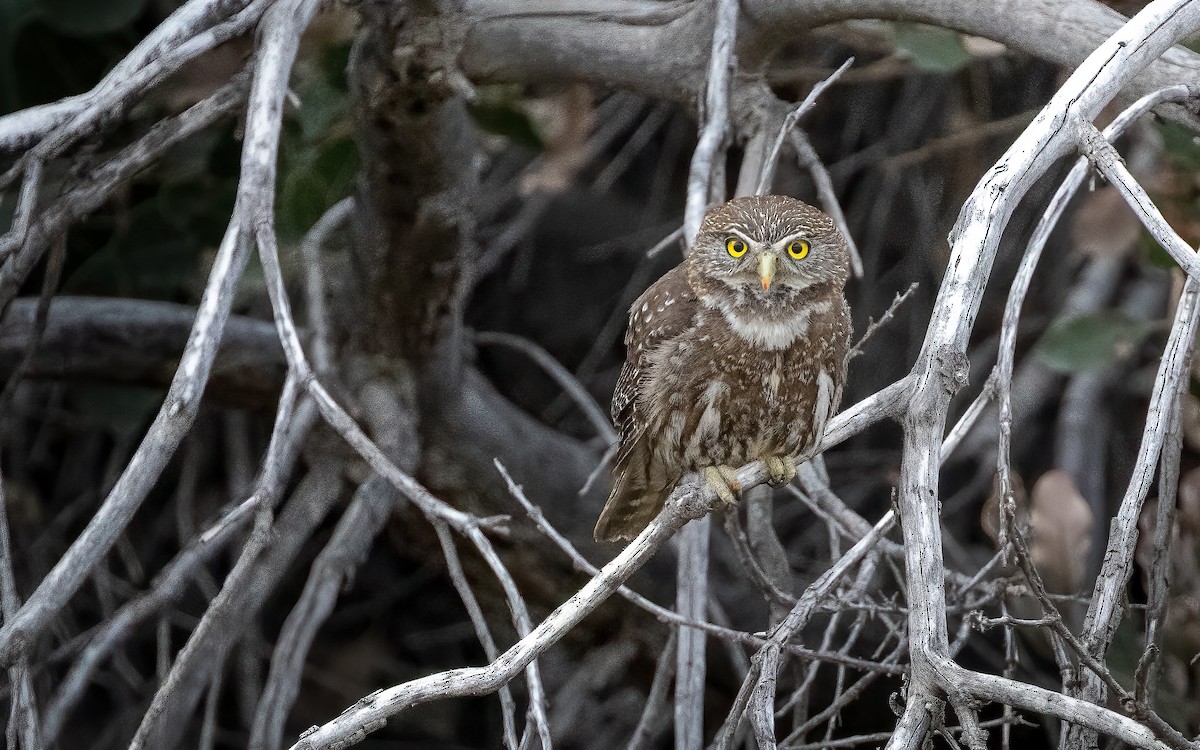 Austral Pygmy-Owl - ML643361744