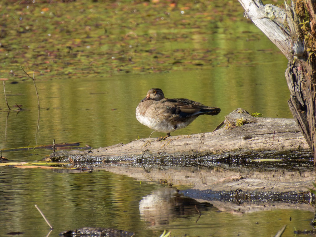 Wood Duck - ML643361778