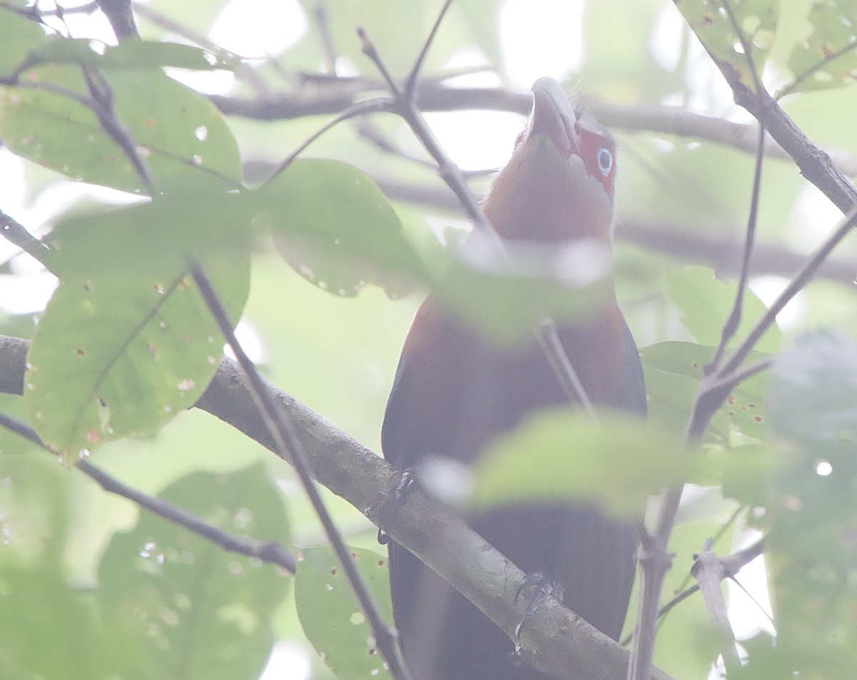 Chestnut-breasted Malkoha - ML643361787