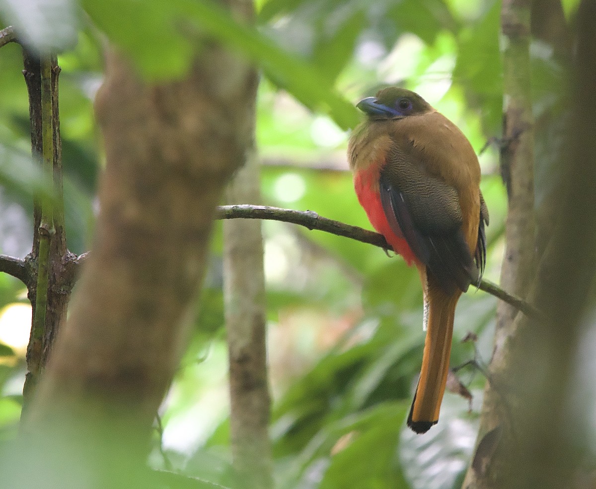 Diard's Trogon - ML643361809