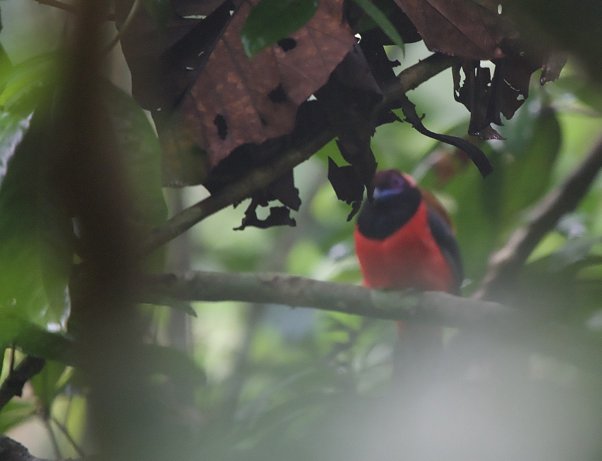 Diard's Trogon - ML643361810