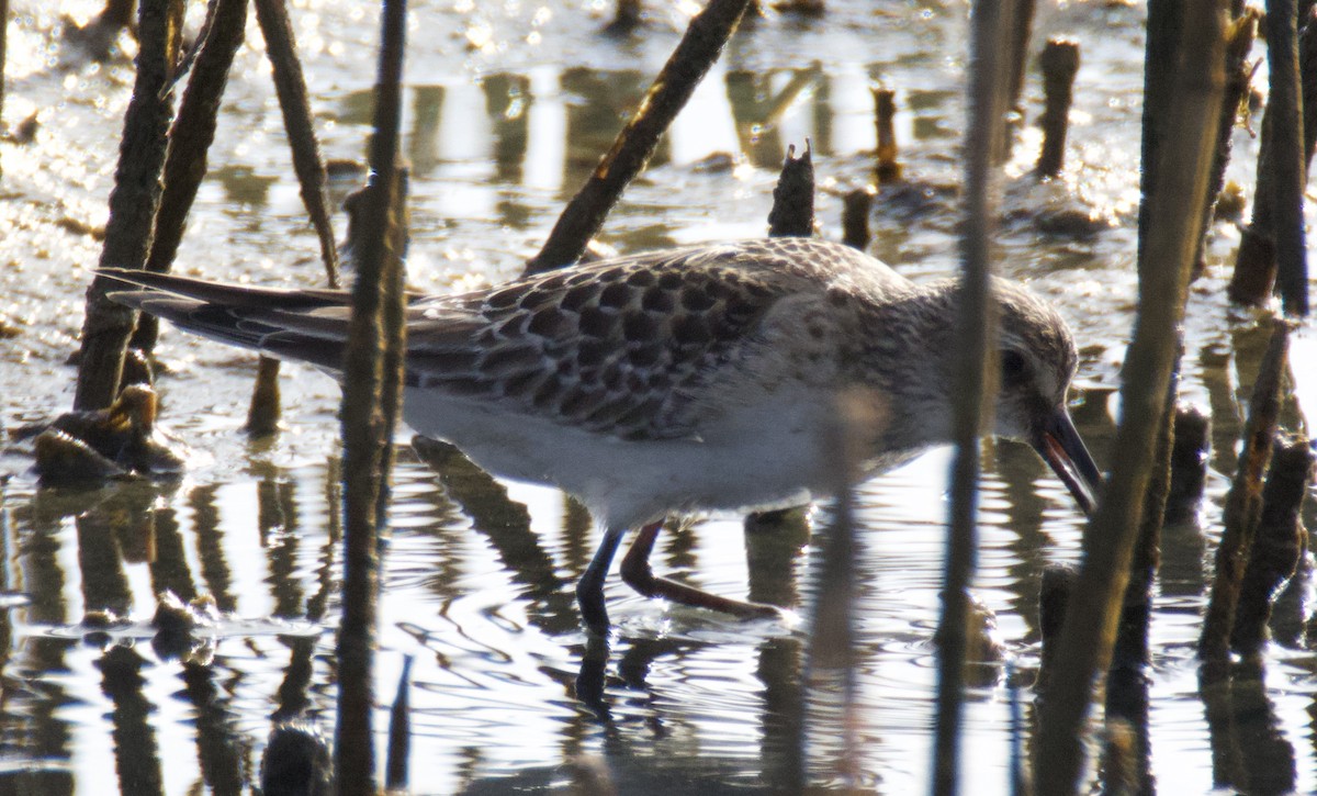 jespák dlouhokřídlý - ML643361811