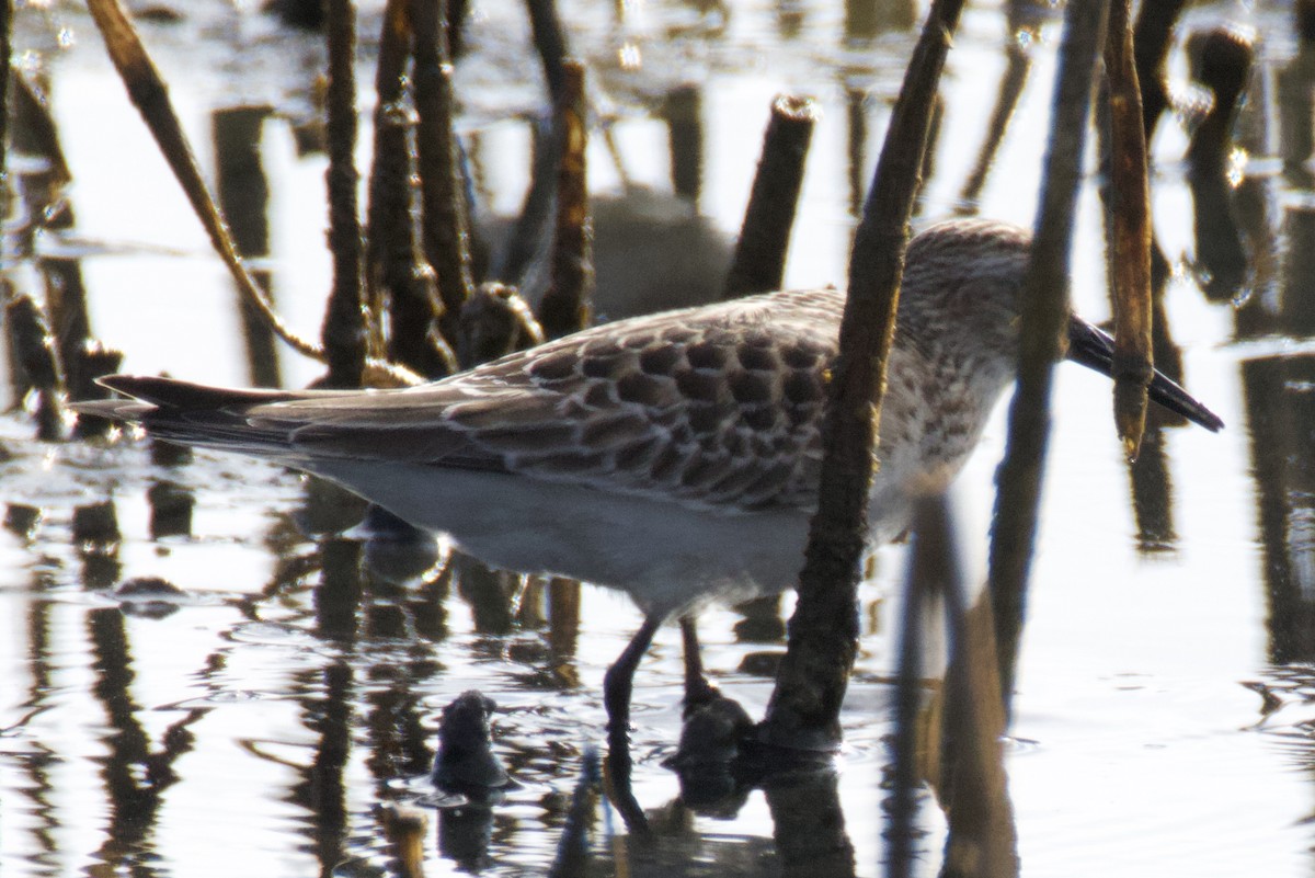 jespák dlouhokřídlý - ML643361812