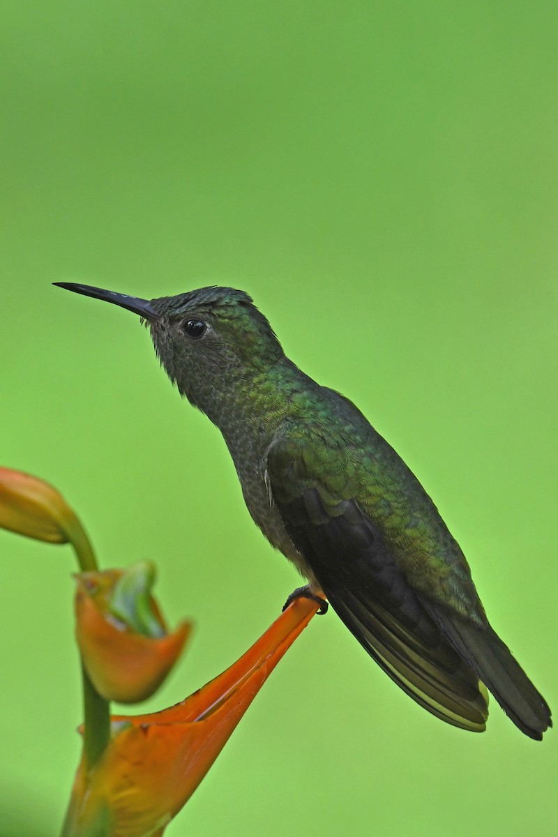 Scaly-breasted Hummingbird - ML643361827