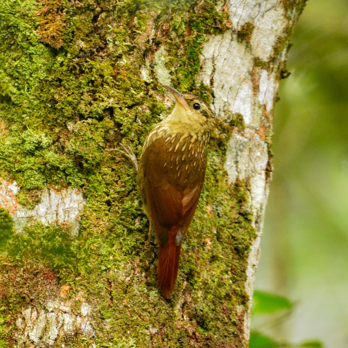 Lesser Woodcreeper - ML643361835