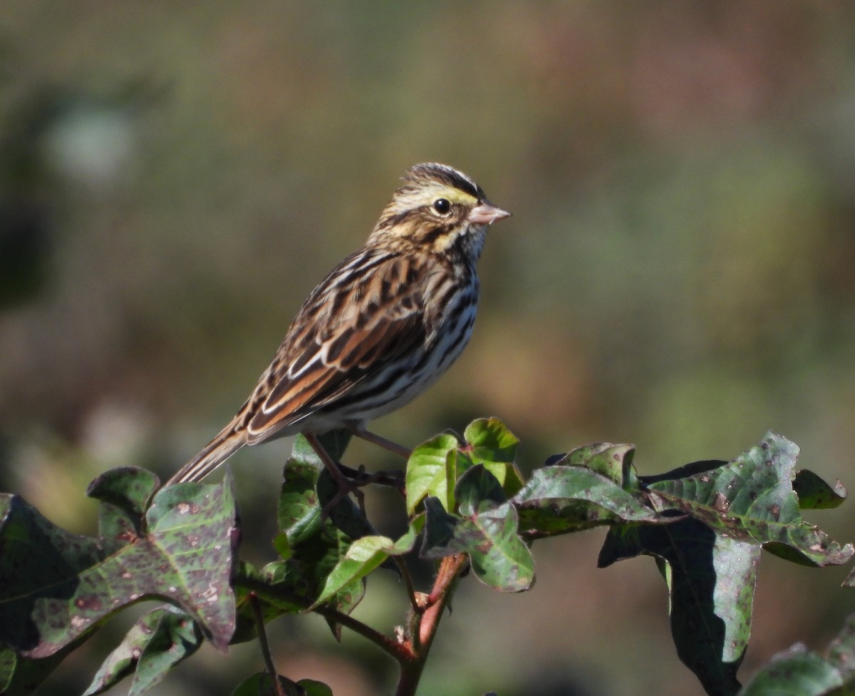 Savannah Sparrow - ML643361927