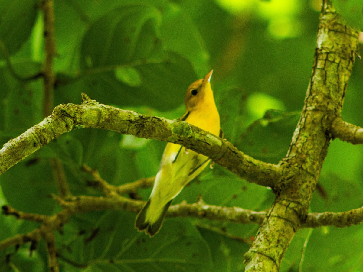 Prothonotary Warbler - ML643361928
