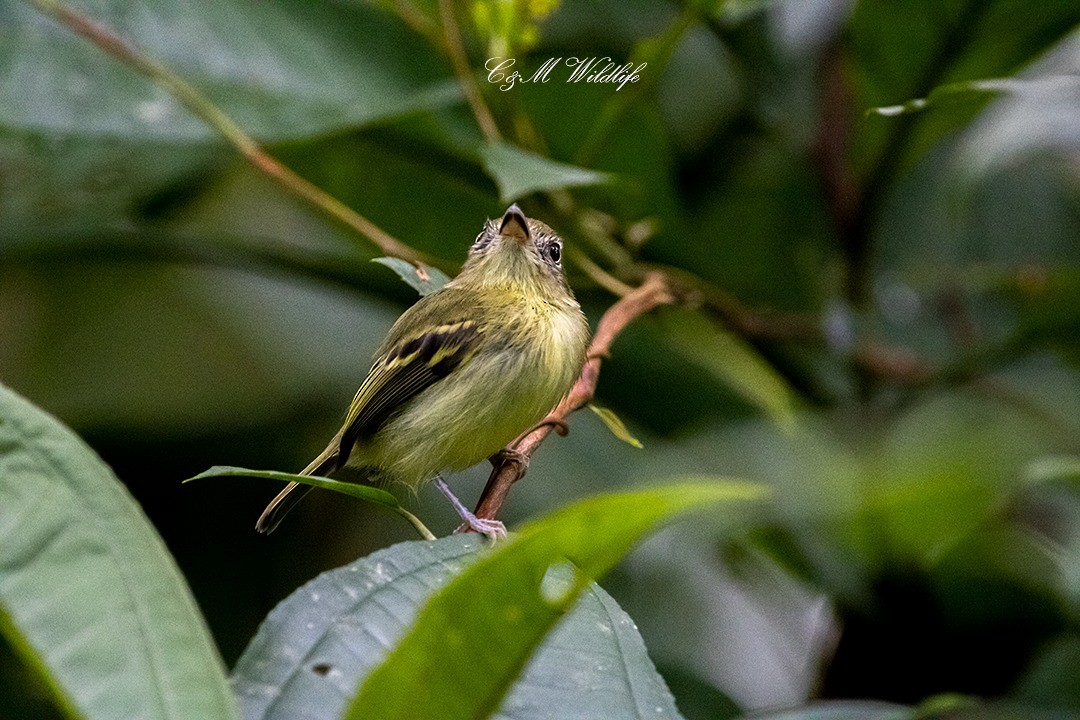 Southern Bentbill - ML643361931