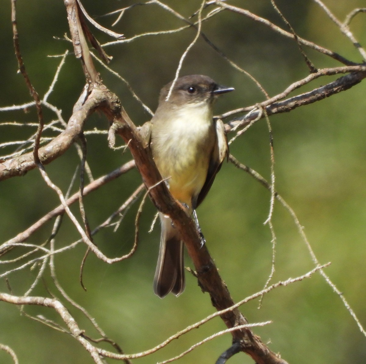 Eastern Phoebe - ML643361943