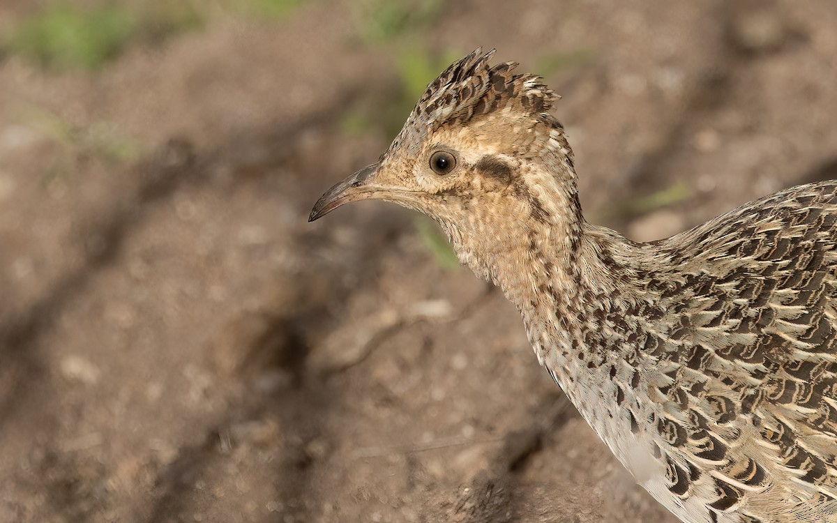 Chilean Tinamou - ML643361950