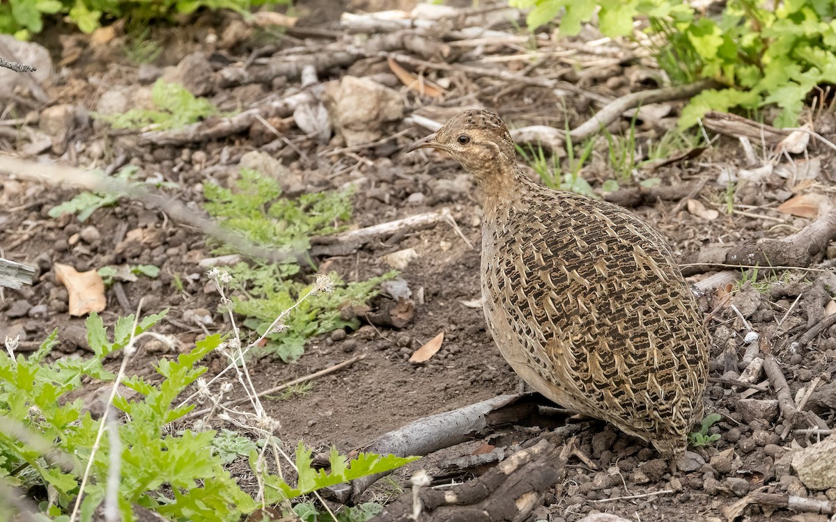 Chilean Tinamou - ML643361951