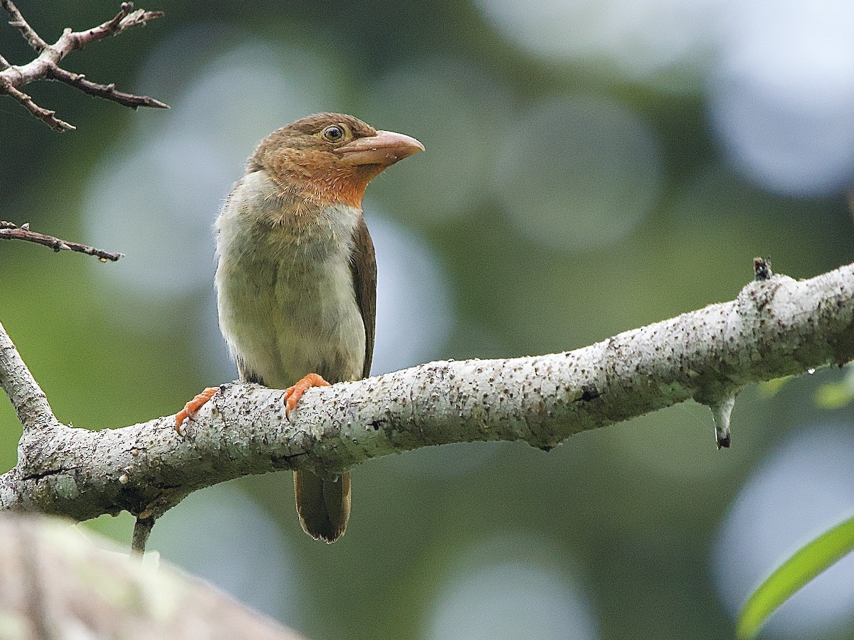 Brown Barbet - ML643361952