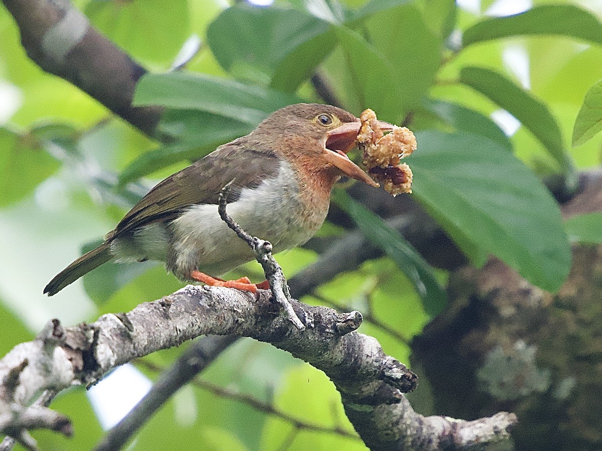 Brown Barbet - ML643361953