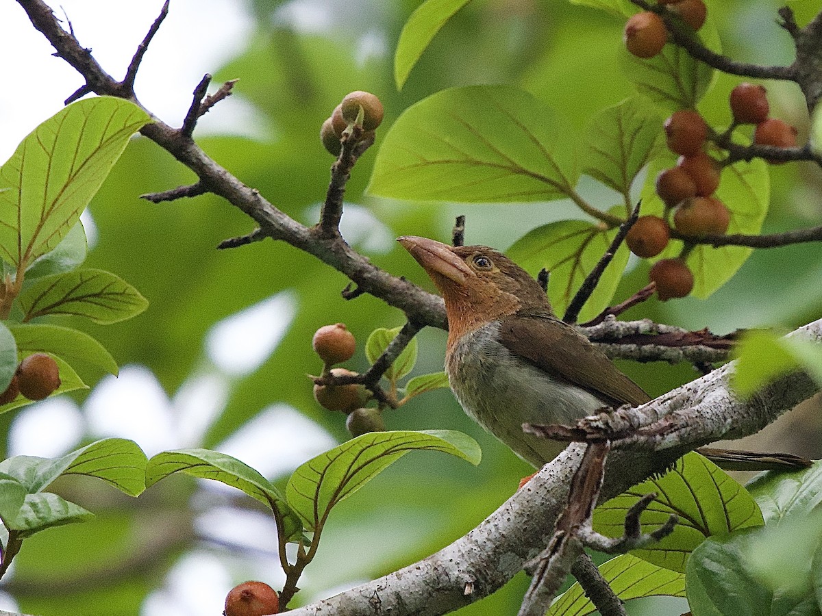 Brown Barbet - ML643361954