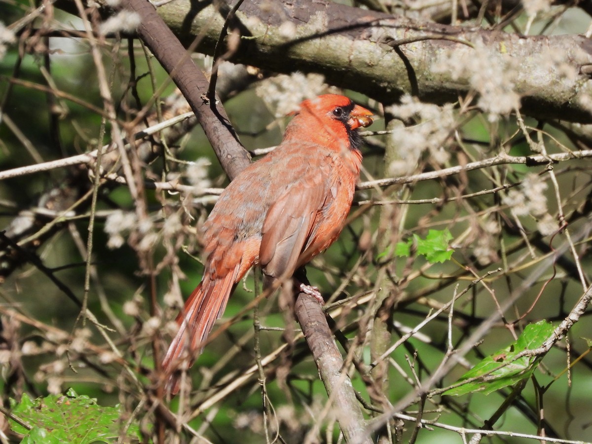 Northern Cardinal - ML643361955