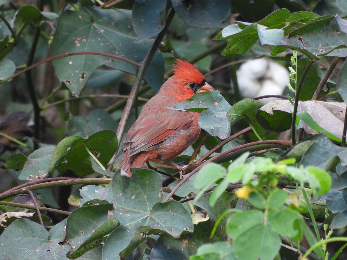 Northern Cardinal - ML643361958