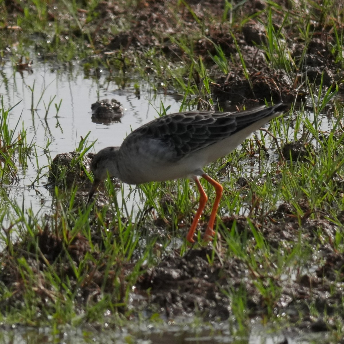 Ноцоо элсэг - ML643361959