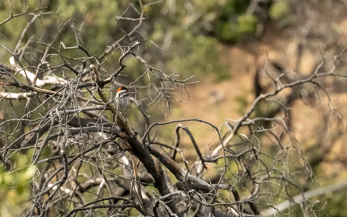 Striped Woodpecker - ML643361963