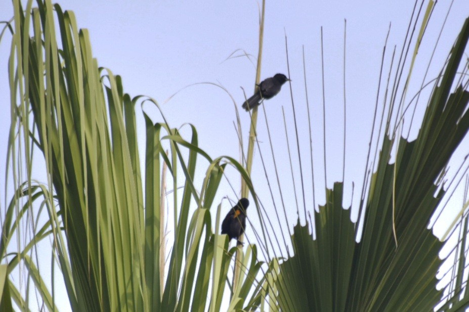 Variable Oriole - ML643361969