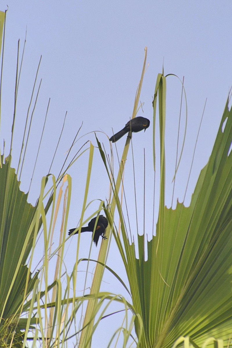 Variable Oriole - ML643361970