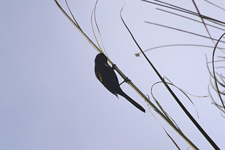Variable Oriole - ML643361971