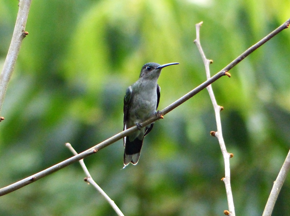 Gray-breasted Sabrewing - ML643361976