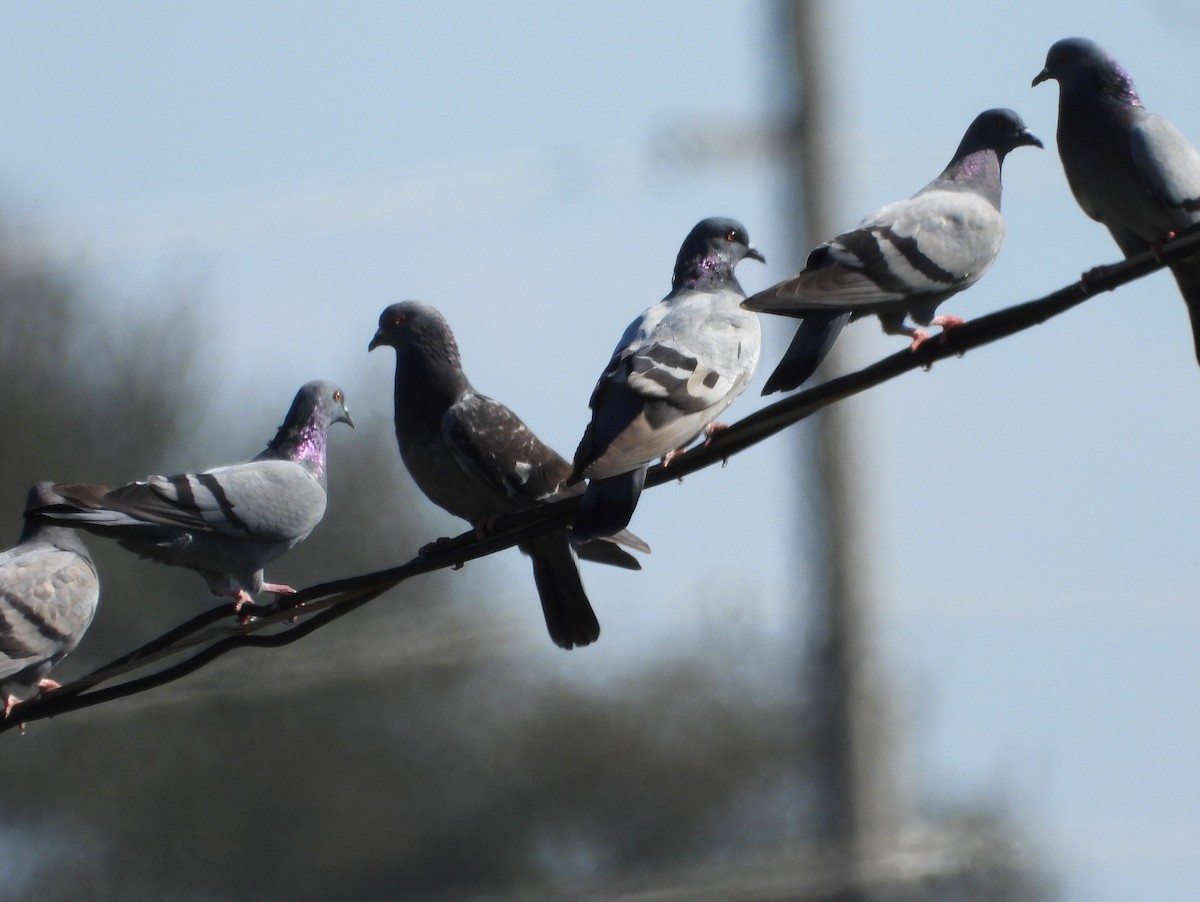 Rock Pigeon (Feral Pigeon) - ML643361986
