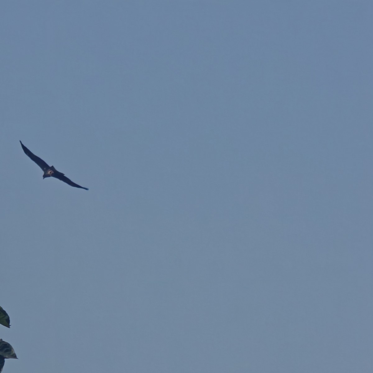 Black Kite - ML643362004
