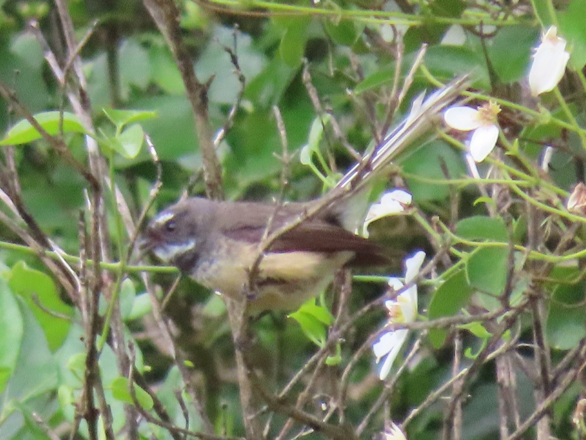 New Zealand Fantail - ML643362012