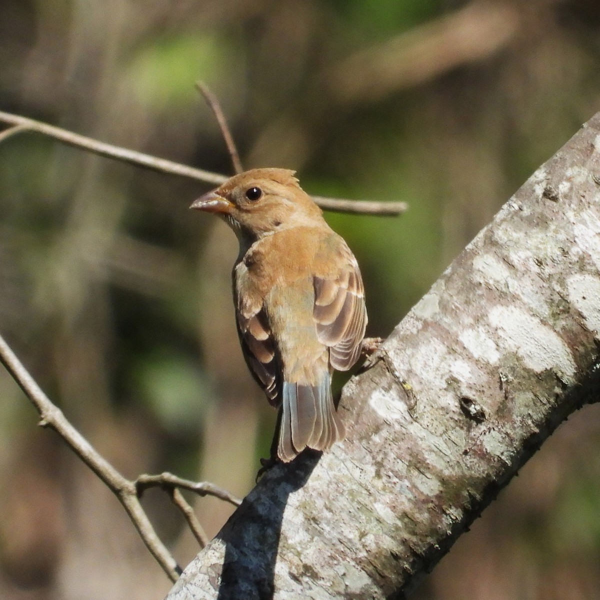 Indigo Bunting - ML643362029