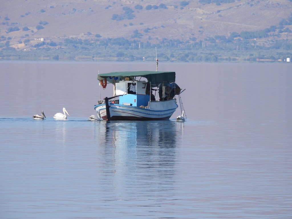 krøllpelikan - ML643362033