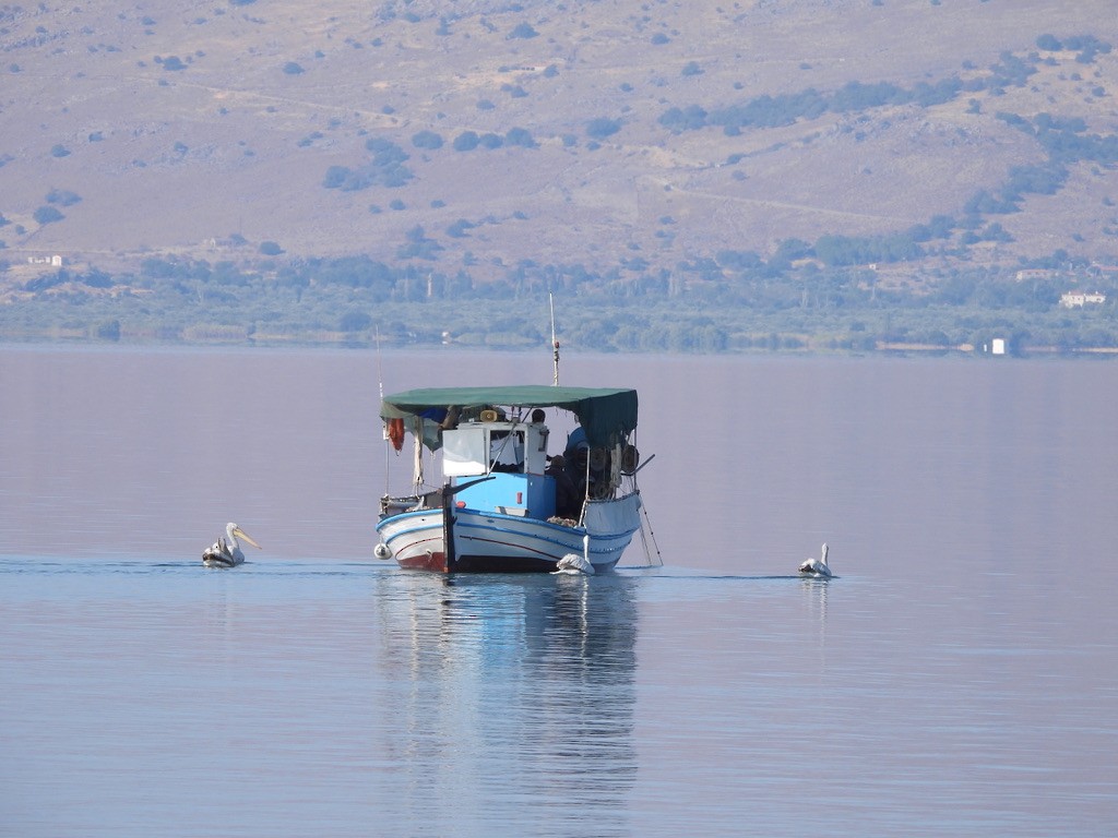 krøllpelikan - ML643362038