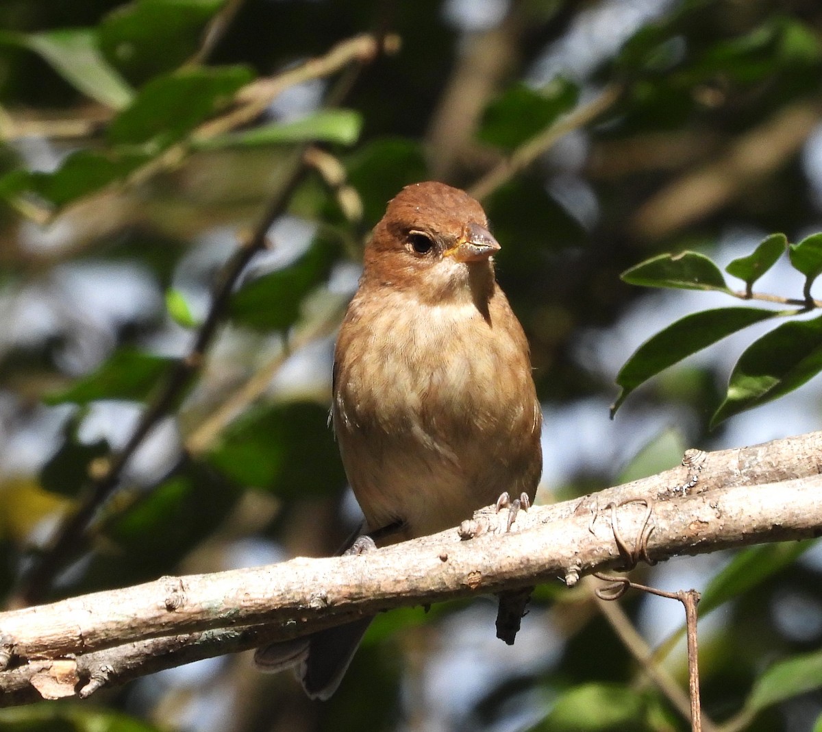 Indigo Bunting - ML643362042
