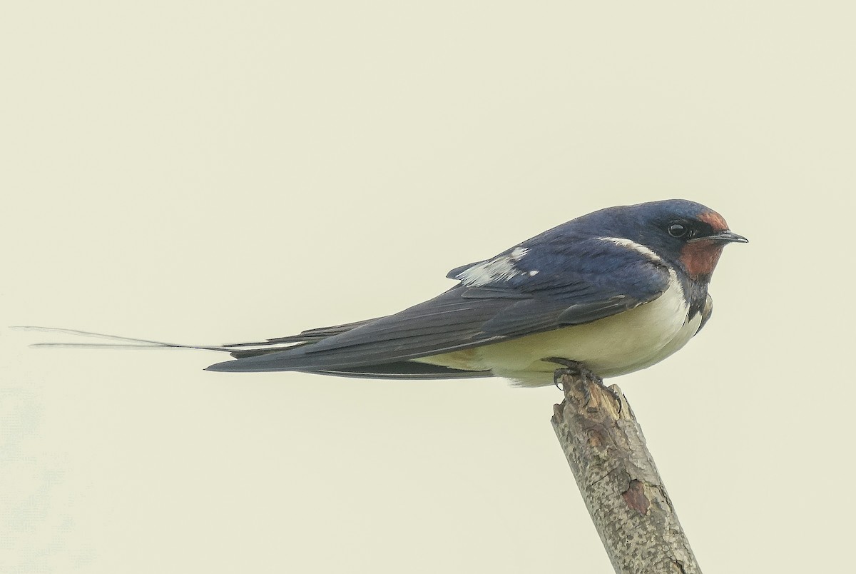 Barn Swallow - ML643362055