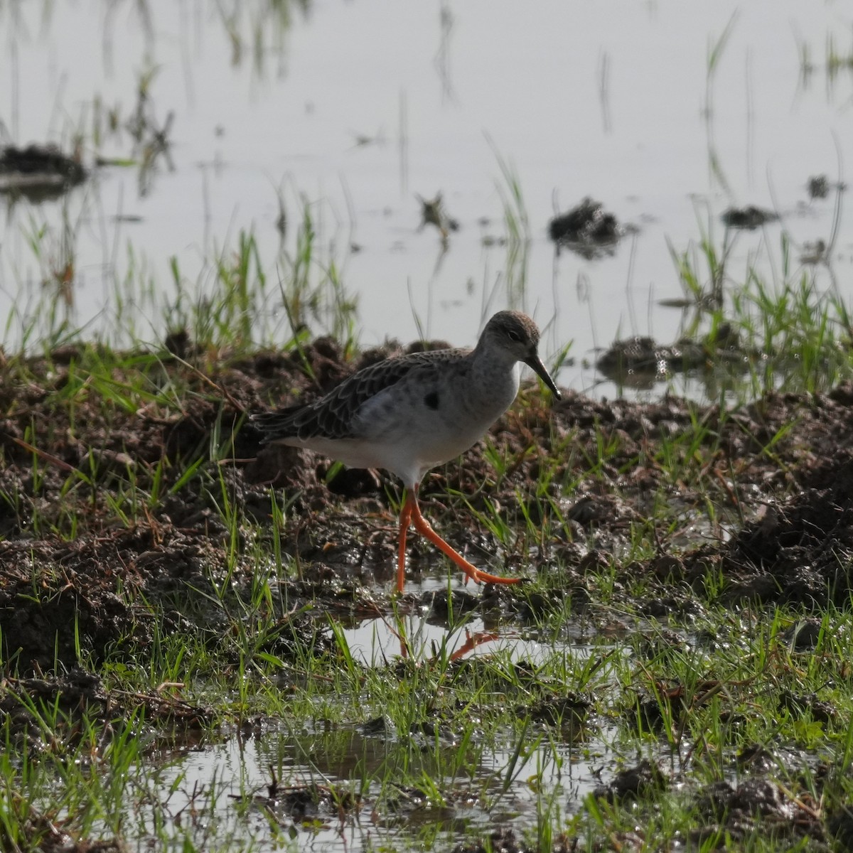 Ноцоо элсэг - ML643362056